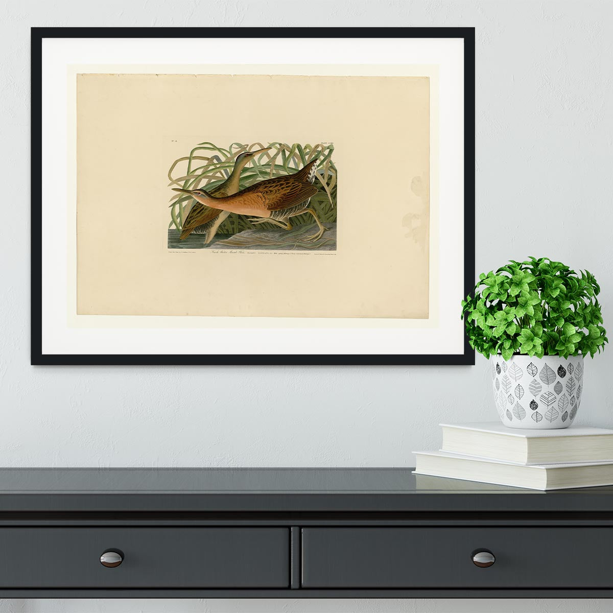 Fresh Water Marsh Hen by Audubon Framed Print - Canvas Art Rocks - 1