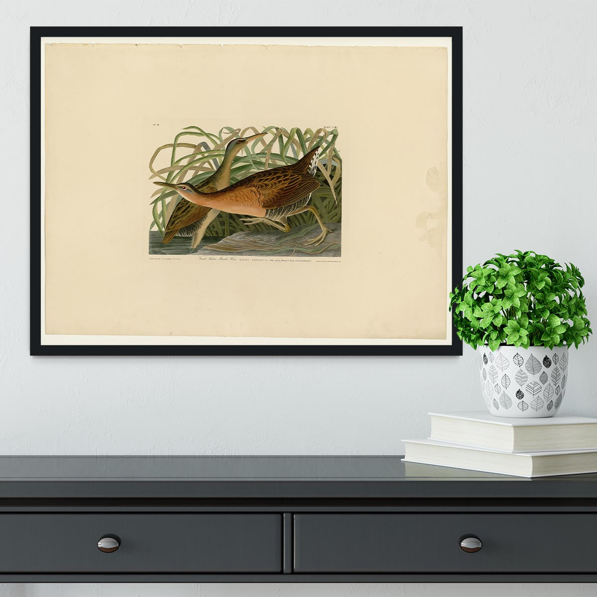 Fresh Water Marsh Hen by Audubon Framed Print - Canvas Art Rocks - 2