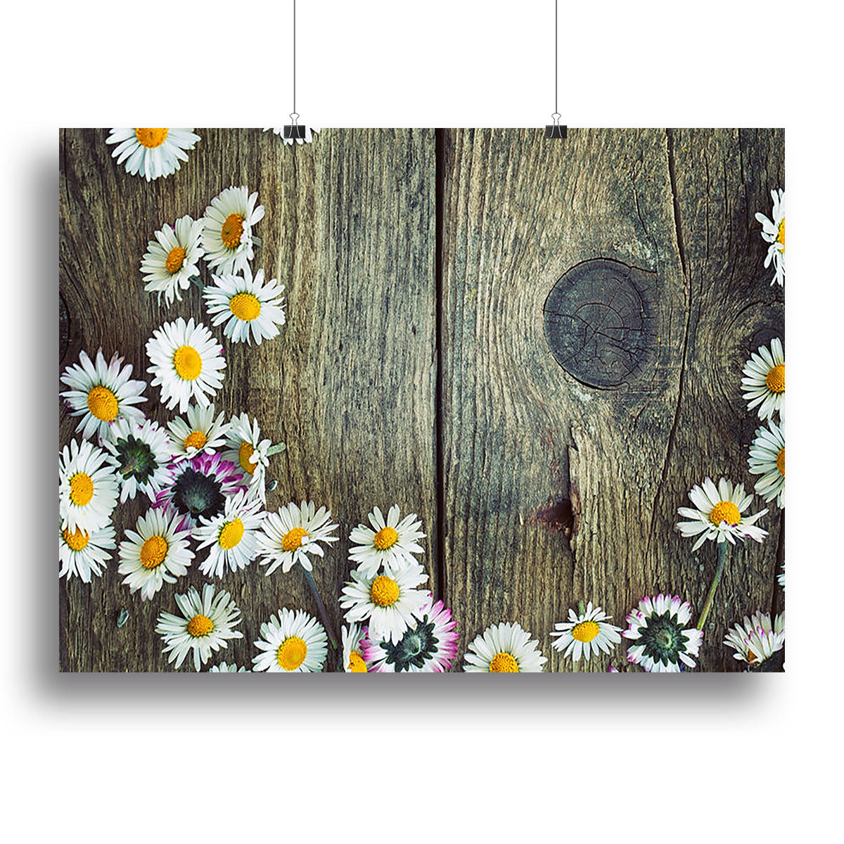 Fresh daisies on wood Canvas Print or Poster - Canvas Art Rocks - 2