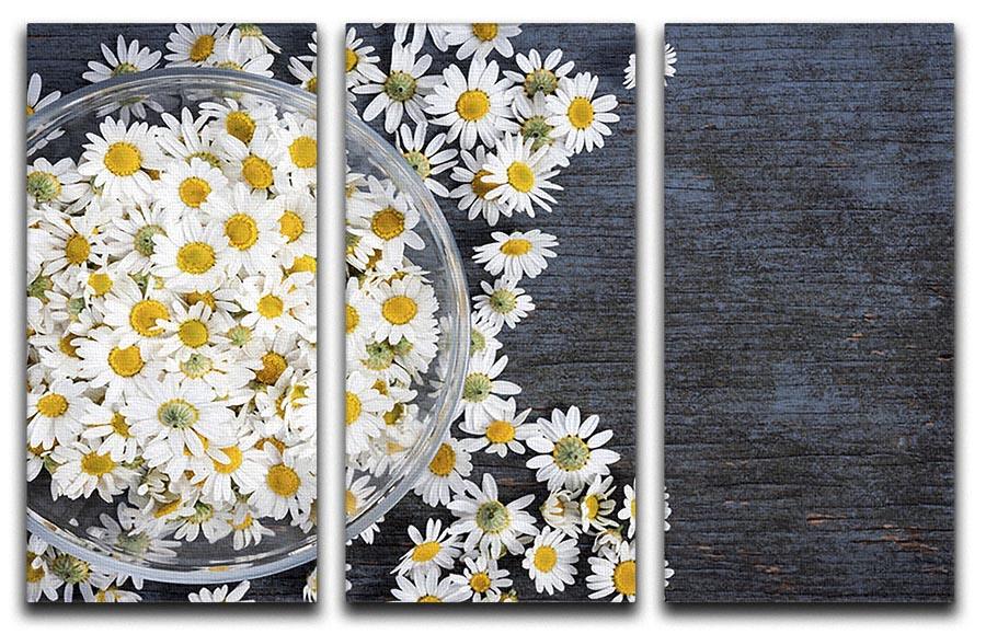Fresh medicinal roman chamomile flower 3 Split Panel Canvas Print - Canvas Art Rocks - 1