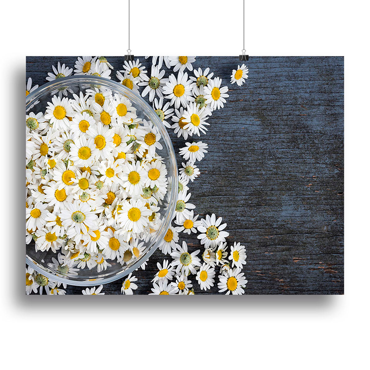 Fresh medicinal roman chamomile flower Canvas Print or Poster - Canvas Art Rocks - 2