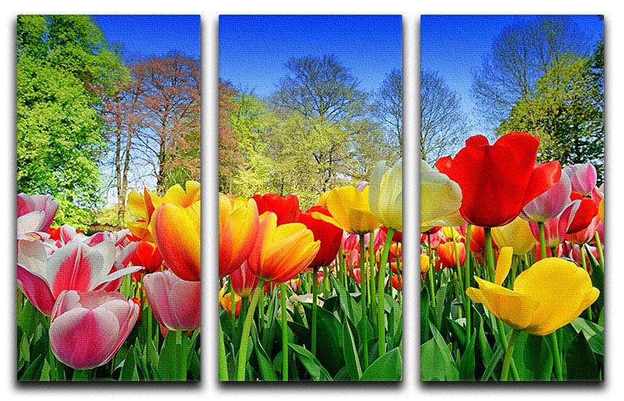 Fresh multicolored tulips in a spring park 3 Split Panel Canvas Print - Canvas Art Rocks - 1