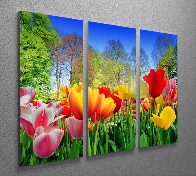 Fresh multicolored tulips in a spring park 3 Split Panel Canvas Print - Canvas Art Rocks - 2