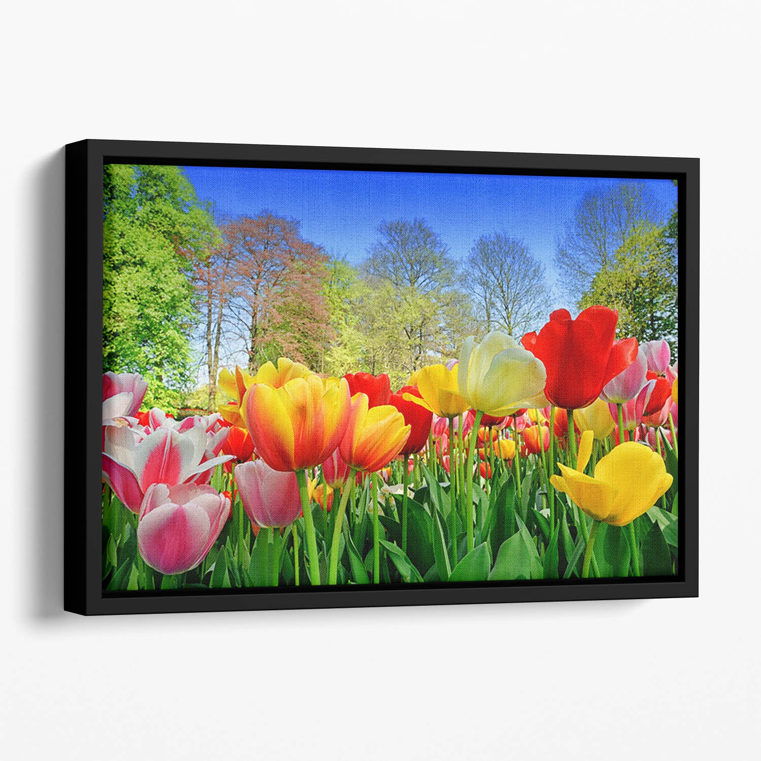 Fresh multicolored tulips in a spring park Floating Framed Canvas