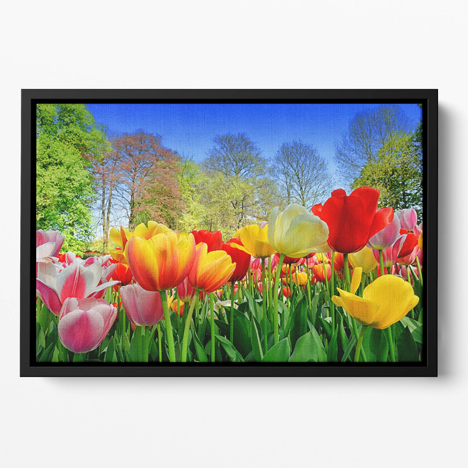 Fresh multicolored tulips in a spring park Floating Framed Canvas