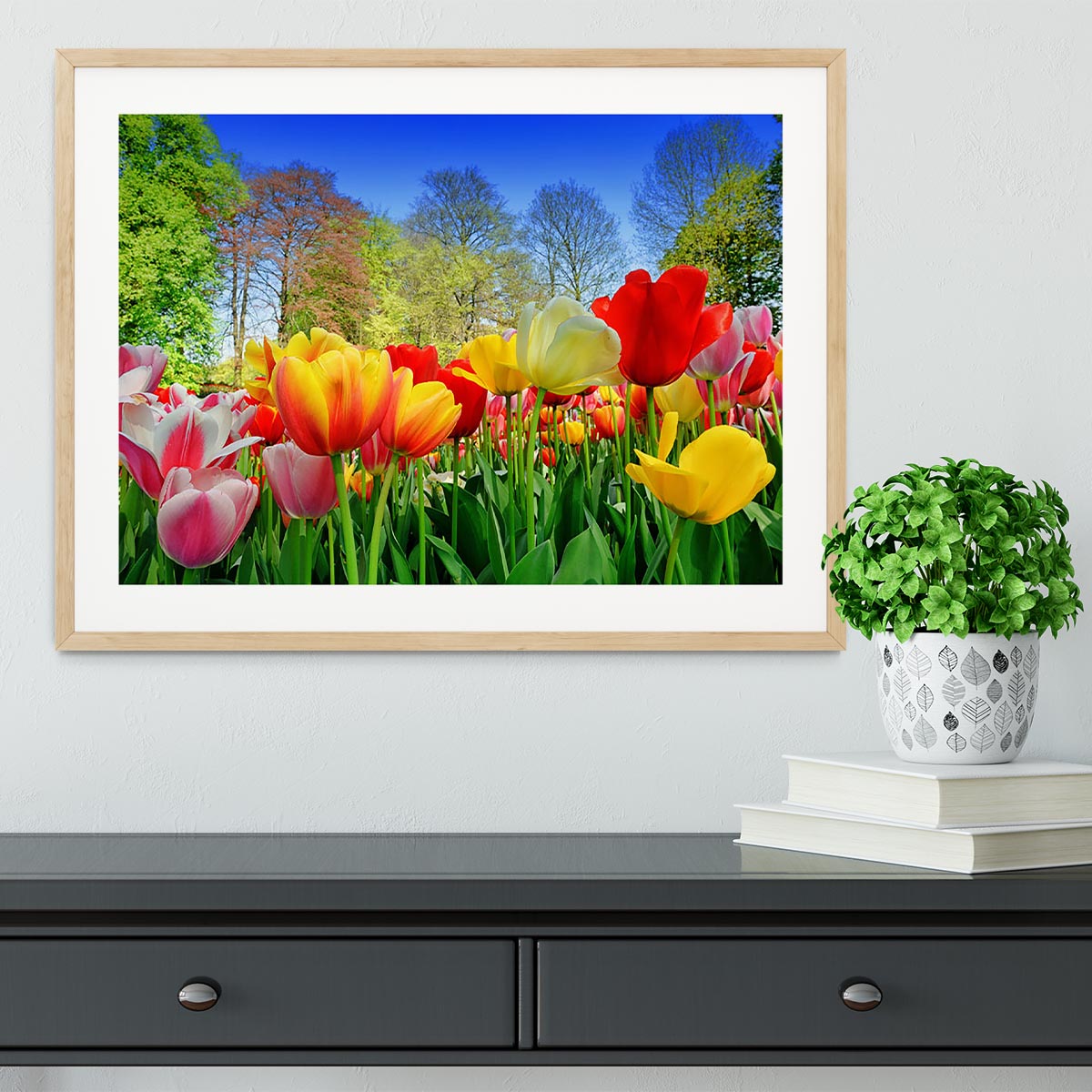 Fresh multicolored tulips in a spring park Framed Print - Canvas Art Rocks - 3