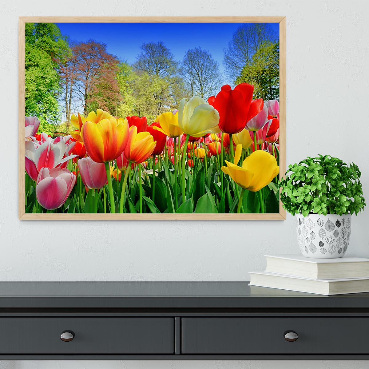 Fresh multicolored tulips in a spring park Framed Print - Canvas Art Rocks - 4