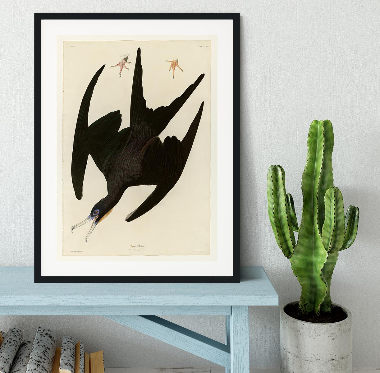 Frigate Pelican by Audubon Framed Print - Canvas Art Rocks - 1