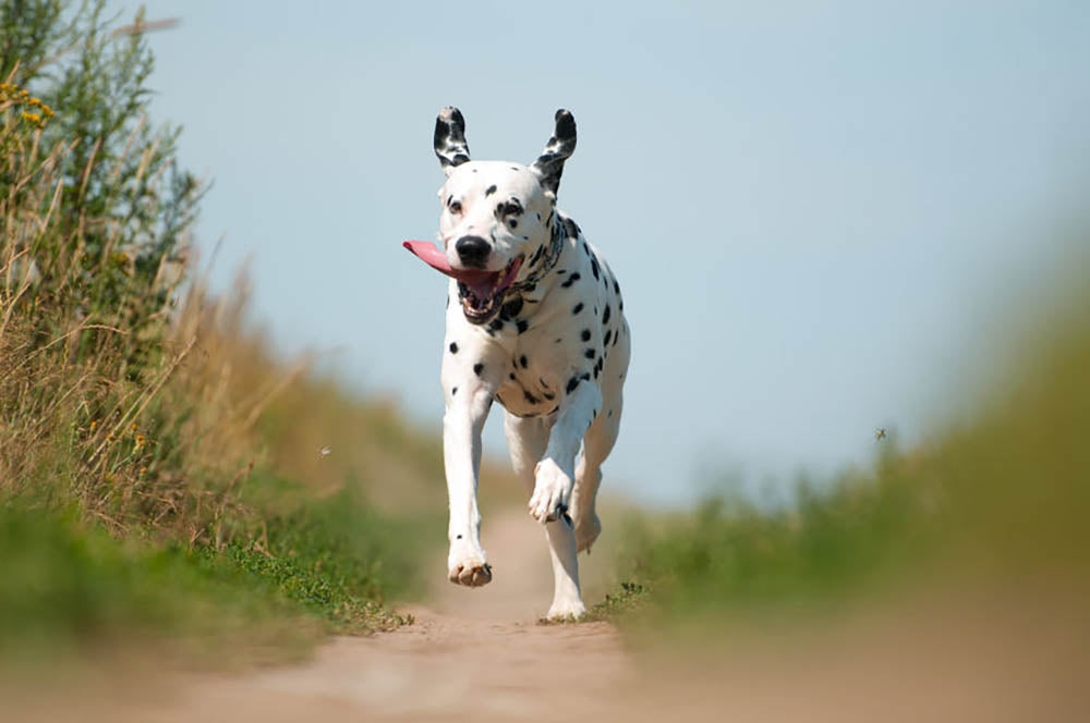 Front View of Exuberant Dalmatian Dog Running Wall Mural Wallpaper - Canvas Art Rocks - 1