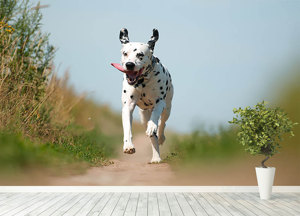 Front View of Exuberant Dalmatian Dog Running Wall Mural Wallpaper - Canvas Art Rocks - 4