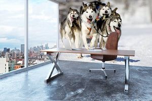 Front view at four siberian huskys Wall Mural Wallpaper - Canvas Art Rocks - 3