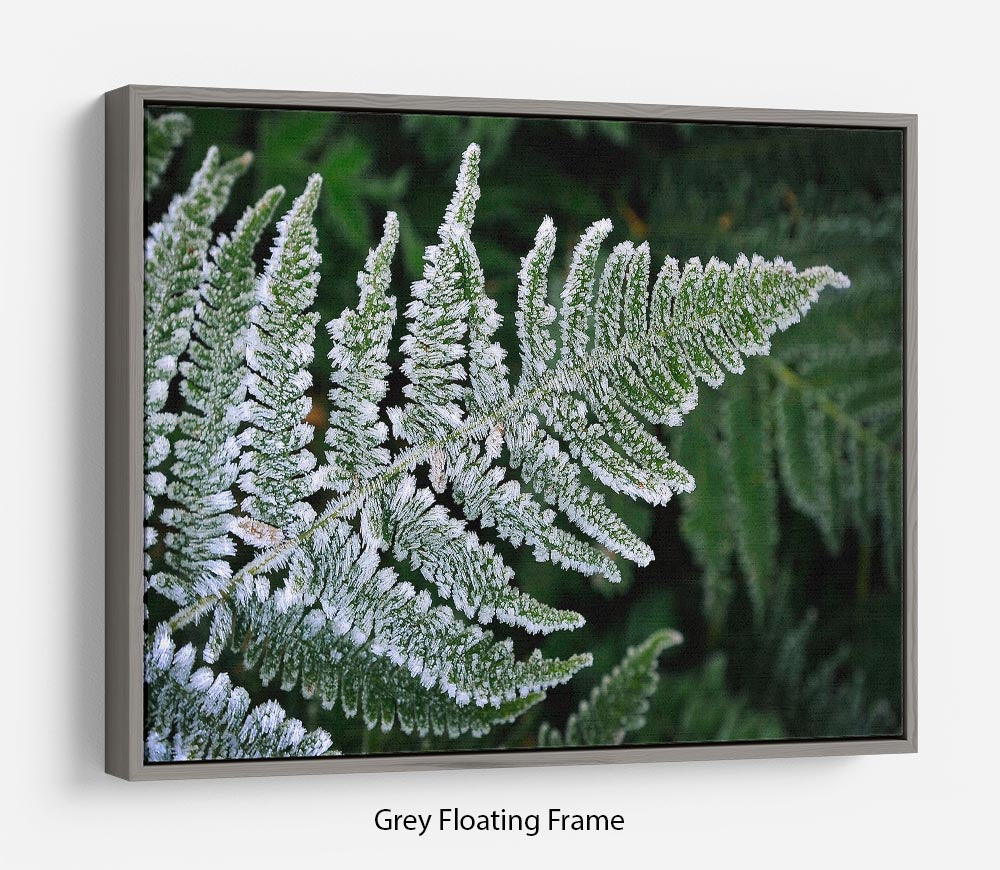 Frosty Fern Floating Frame Canvas - Canvas Art Rocks - 3