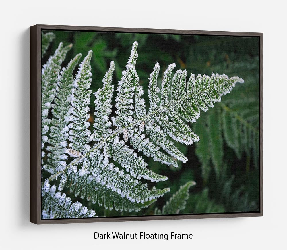 Frosty Fern Floating Frame Canvas - Canvas Art Rocks - 5