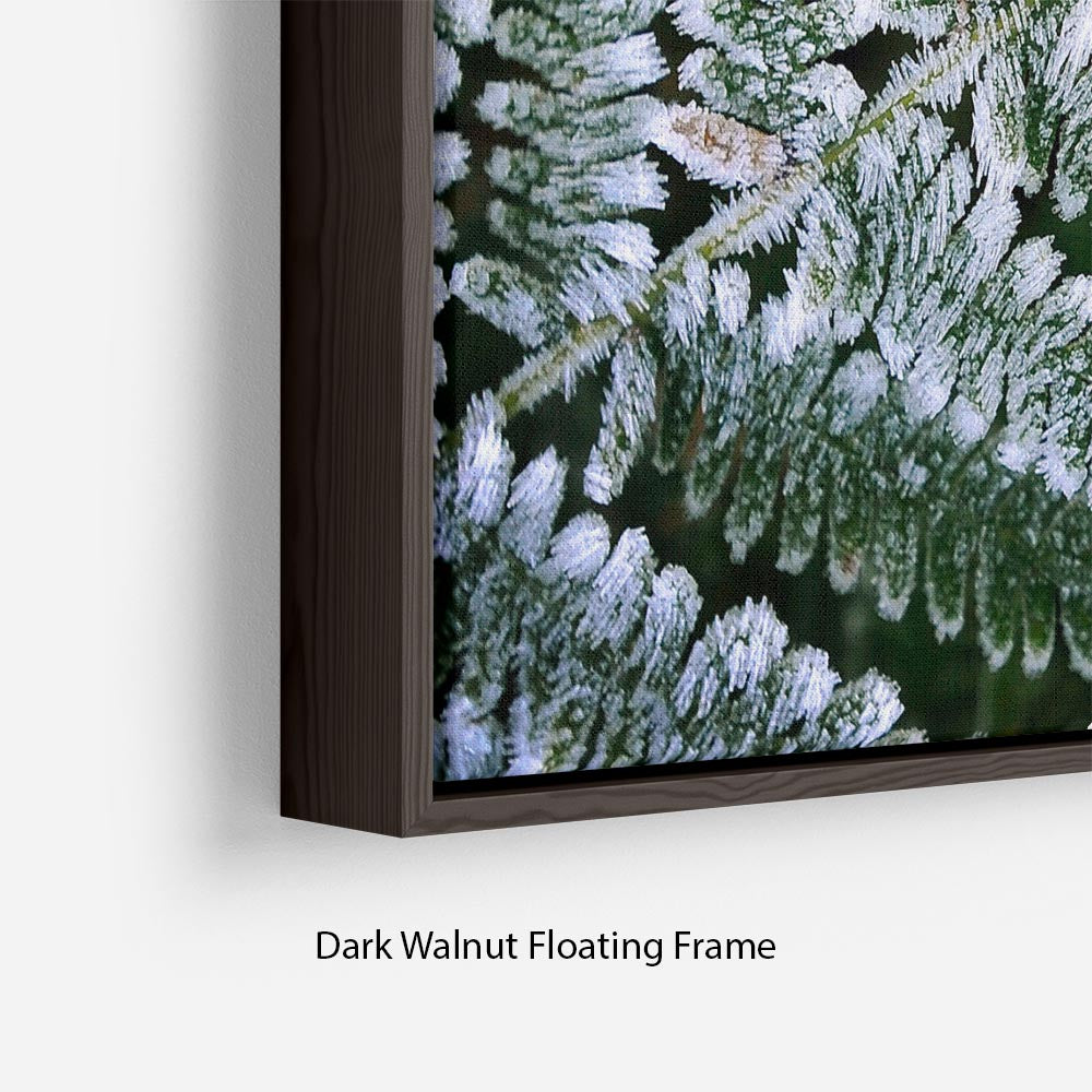 Frosty Fern Floating Frame Canvas - Canvas Art Rocks - 6