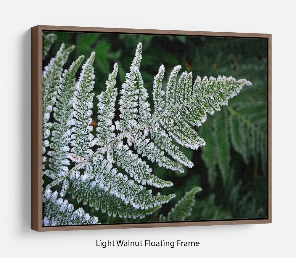 Frosty Fern Floating Frame Canvas - Canvas Art Rocks 7