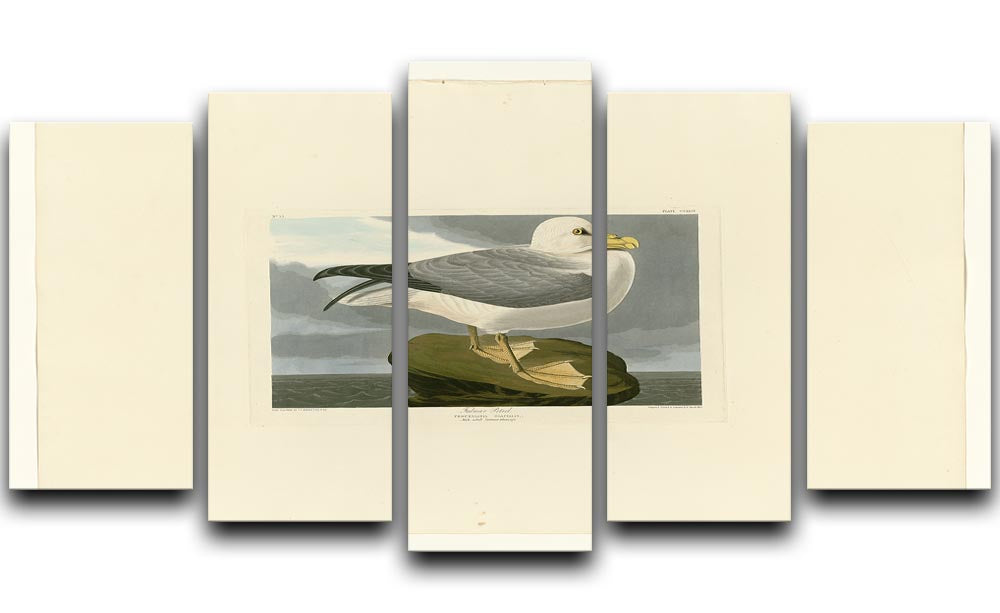 Fulmar Petrel by Audubon 5 Split Panel Canvas - Canvas Art Rocks - 1