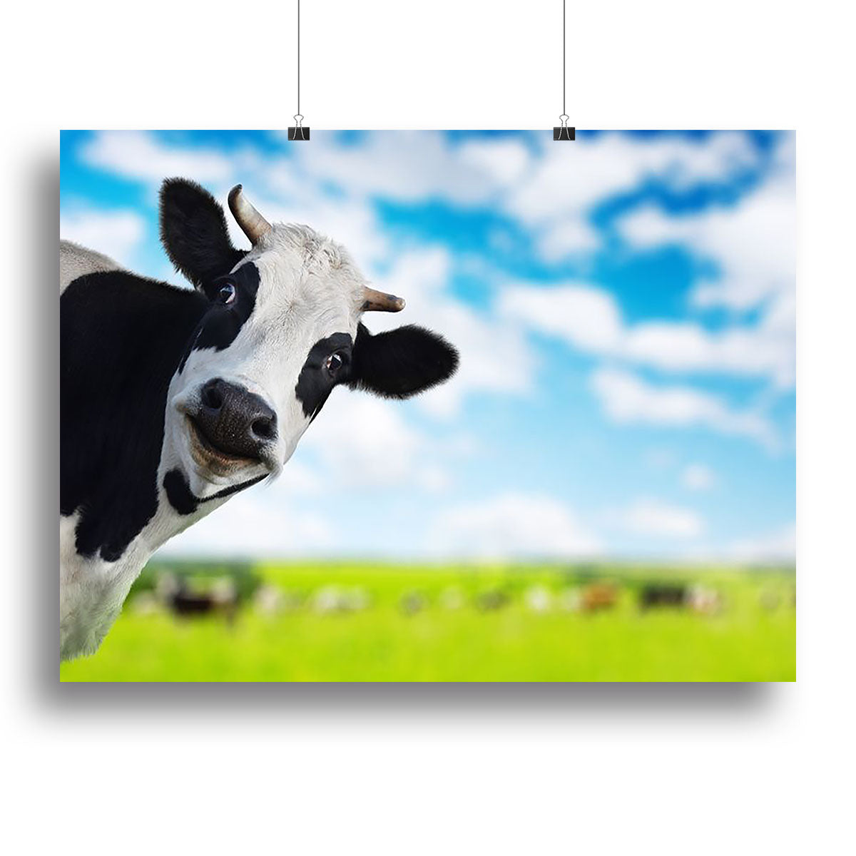 Funny cow looking at a camera Canvas Print or Poster - Canvas Art Rocks - 2