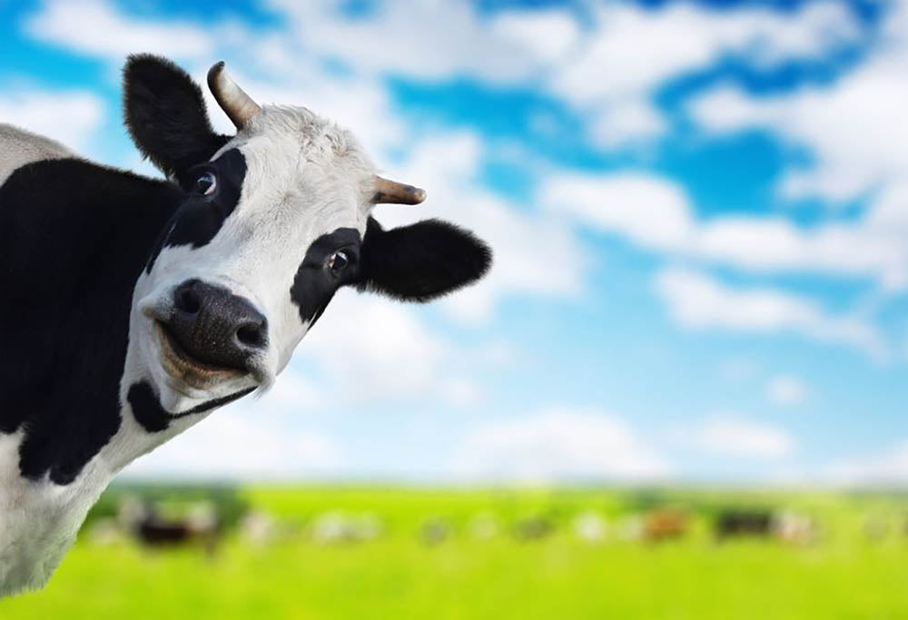 Funny cow looking to a camera Wall Mural Wallpaper - Canvas Art Rocks - 1