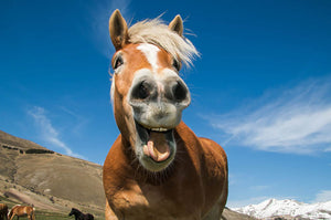 Funny shot of horse with crazy expression Wall Mural Wallpaper - Canvas Art Rocks - 1