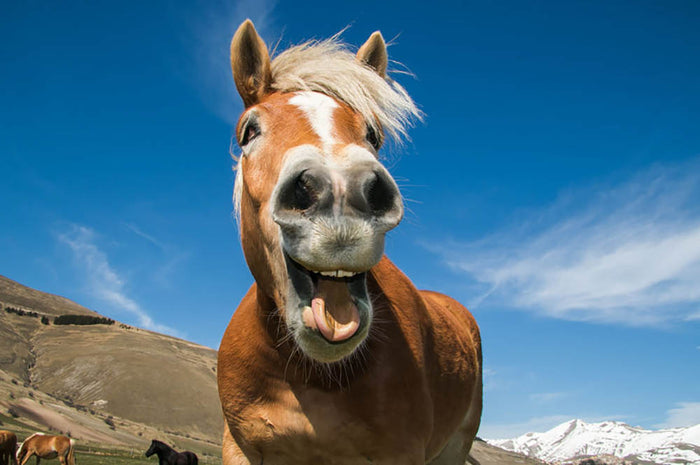 Funny shot of horse with crazy expression Wall Mural Wallpaper