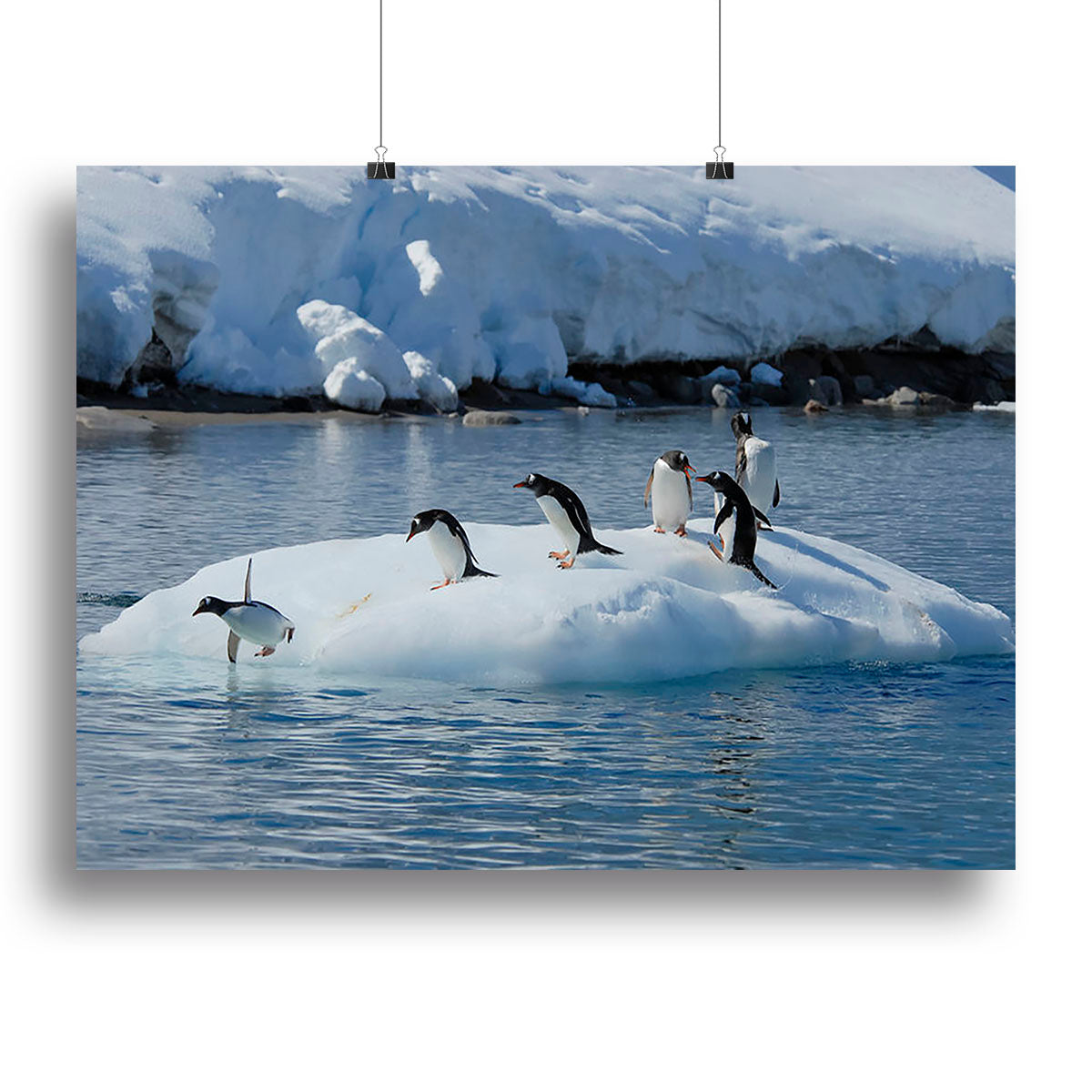 Gentoo Penguin playtime Canvas Print or Poster - Canvas Art Rocks - 2