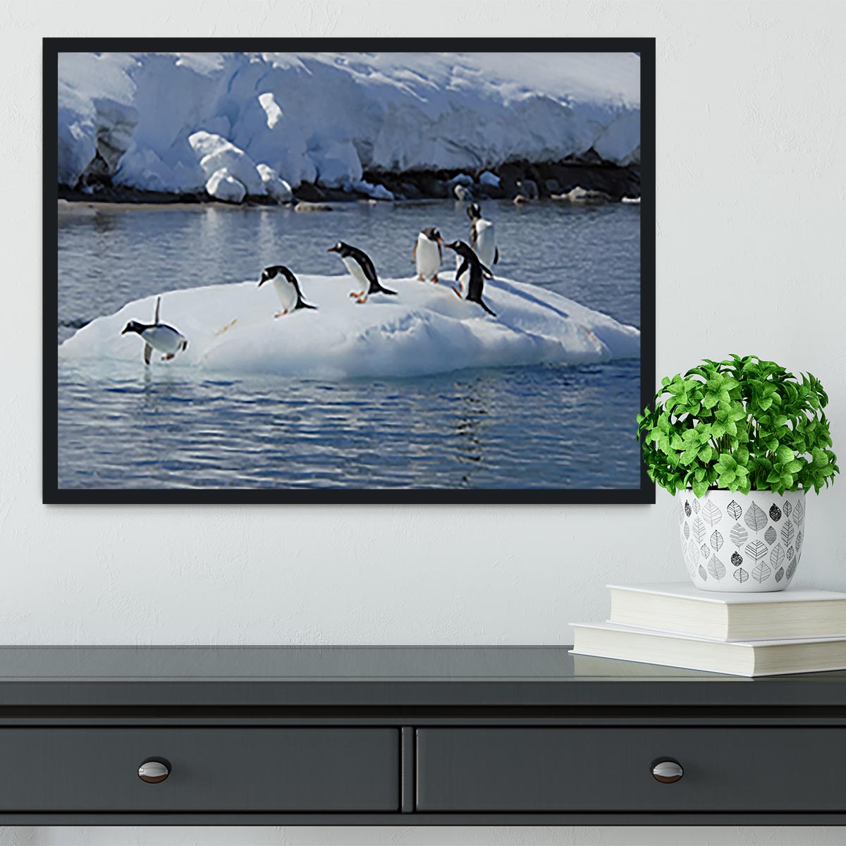 Gentoo Penguin playtime Framed Print - Canvas Art Rocks - 2