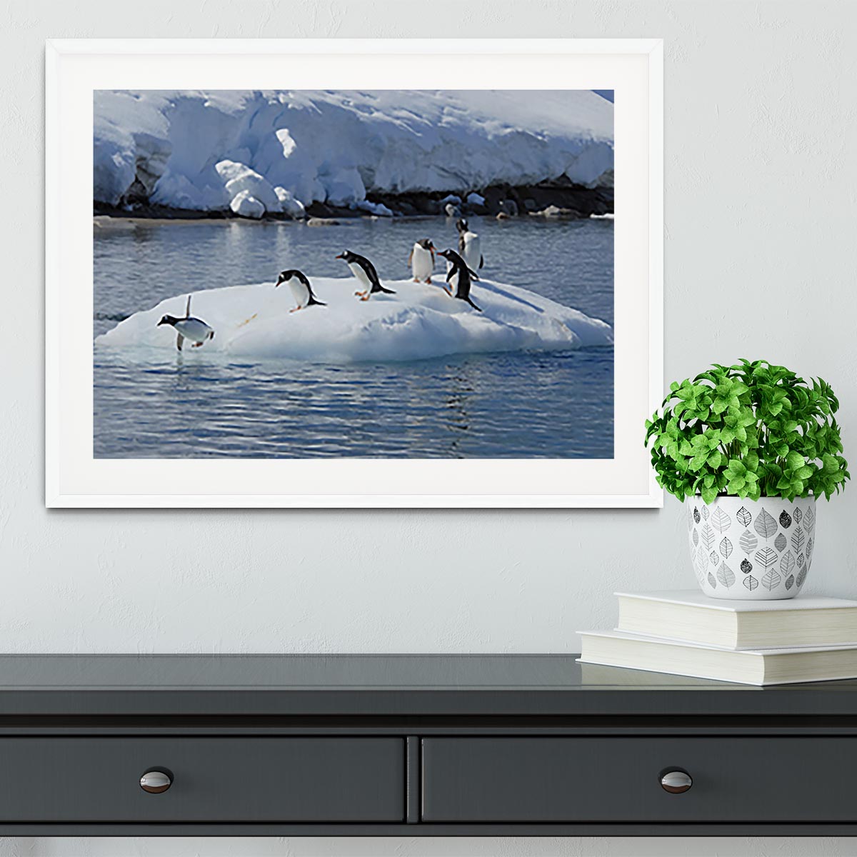 Gentoo Penguin playtime Framed Print - Canvas Art Rocks - 5