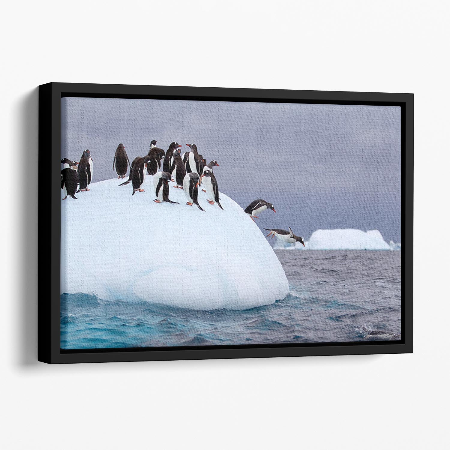 Gentoo penguin jumping into water Floating Framed Canvas - Canvas Art Rocks - 1