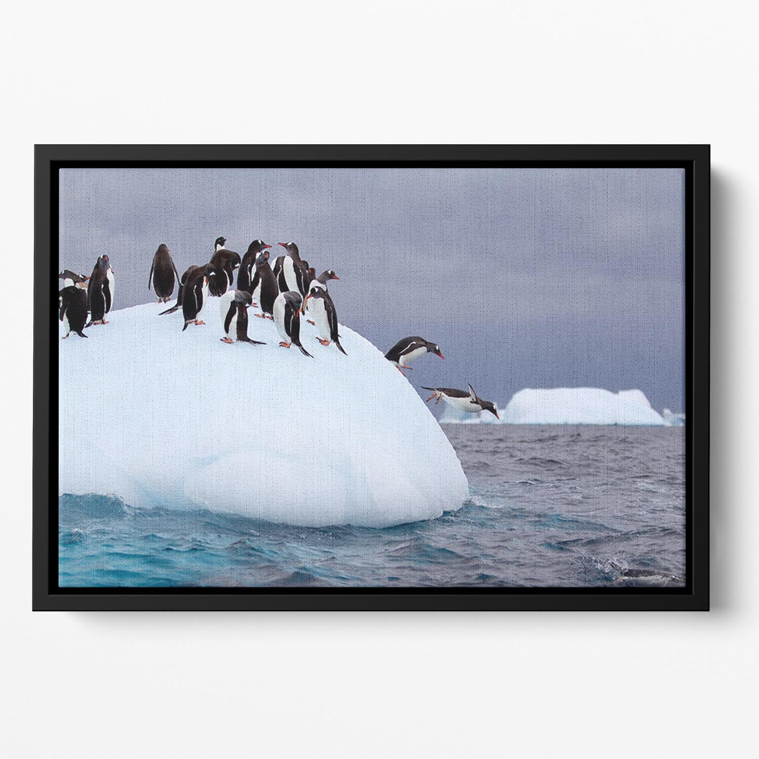 Gentoo penguin jumping into water Floating Framed Canvas - Canvas Art Rocks - 2