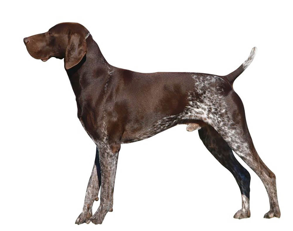 German Shorthaired Pointer Wall Mural Wallpaper - Canvas Art Rocks - 1