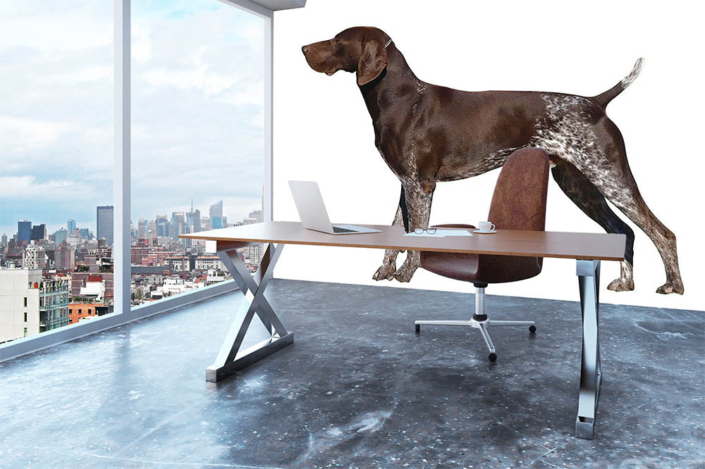 German shorthaired pointer wall sales art