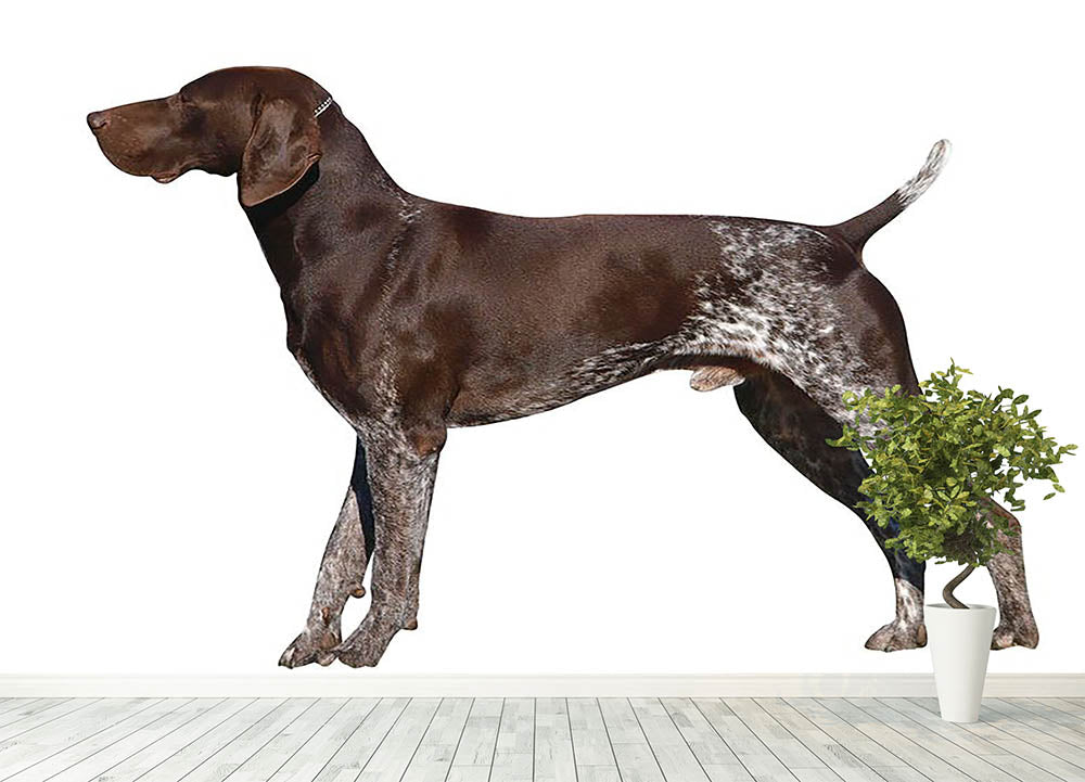 German Shorthaired Pointer Wall Mural Wallpaper - Canvas Art Rocks - 4