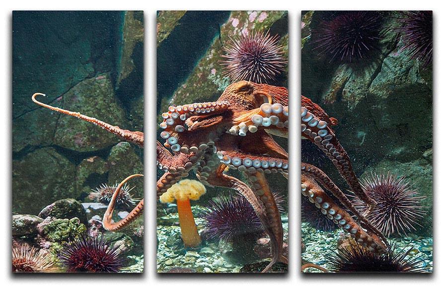 Giant Pacific octopus 3 Split Panel Canvas Print - Canvas Art Rocks - 1