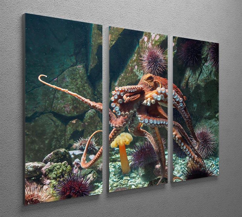 Giant Pacific octopus 3 Split Panel Canvas Print - Canvas Art Rocks - 2