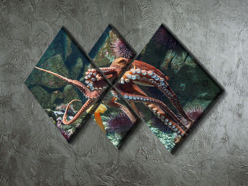 Giant Pacific octopus 4 Square Multi Panel Canvas  - Canvas Art Rocks - 2