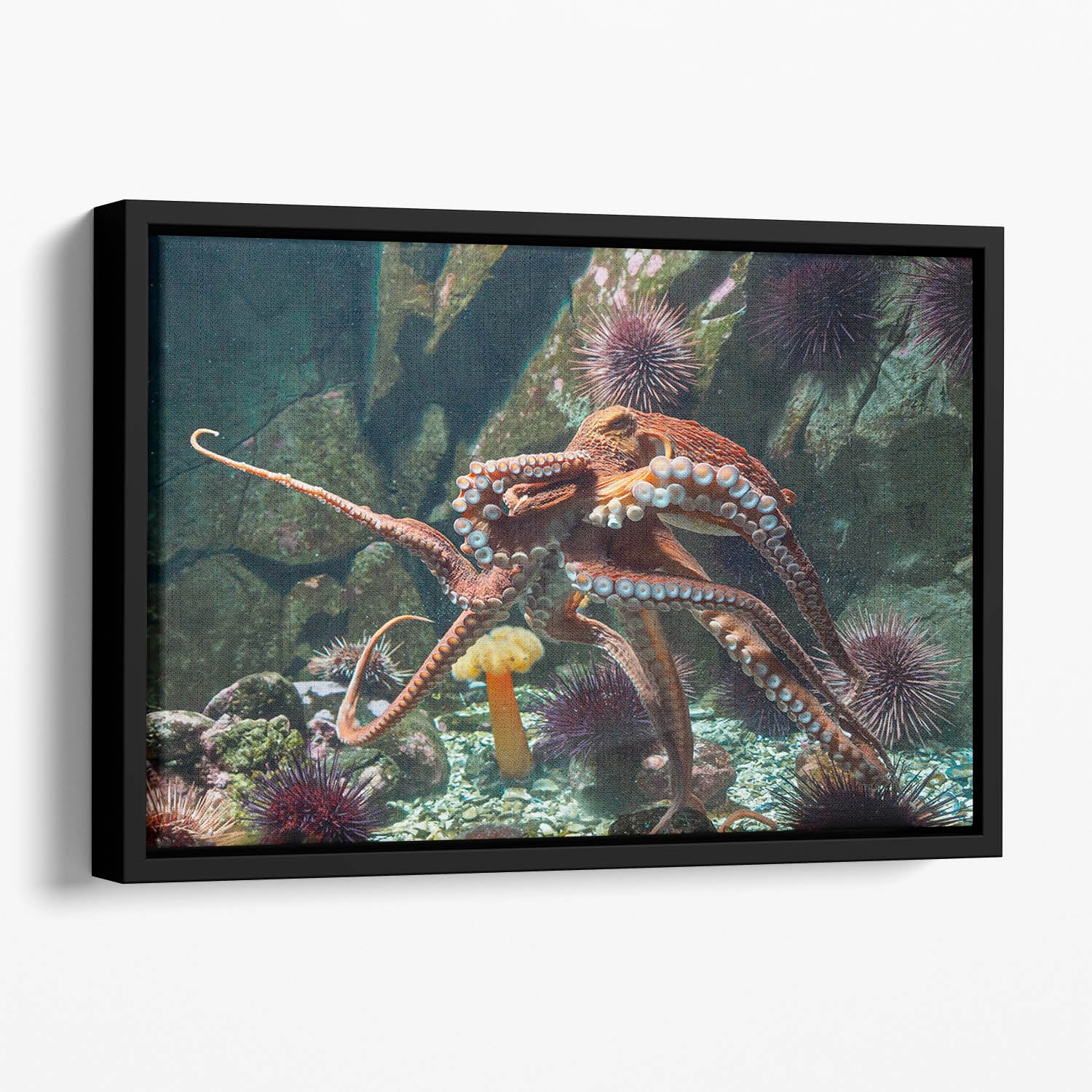 Giant Pacific octopus Floating Framed Canvas