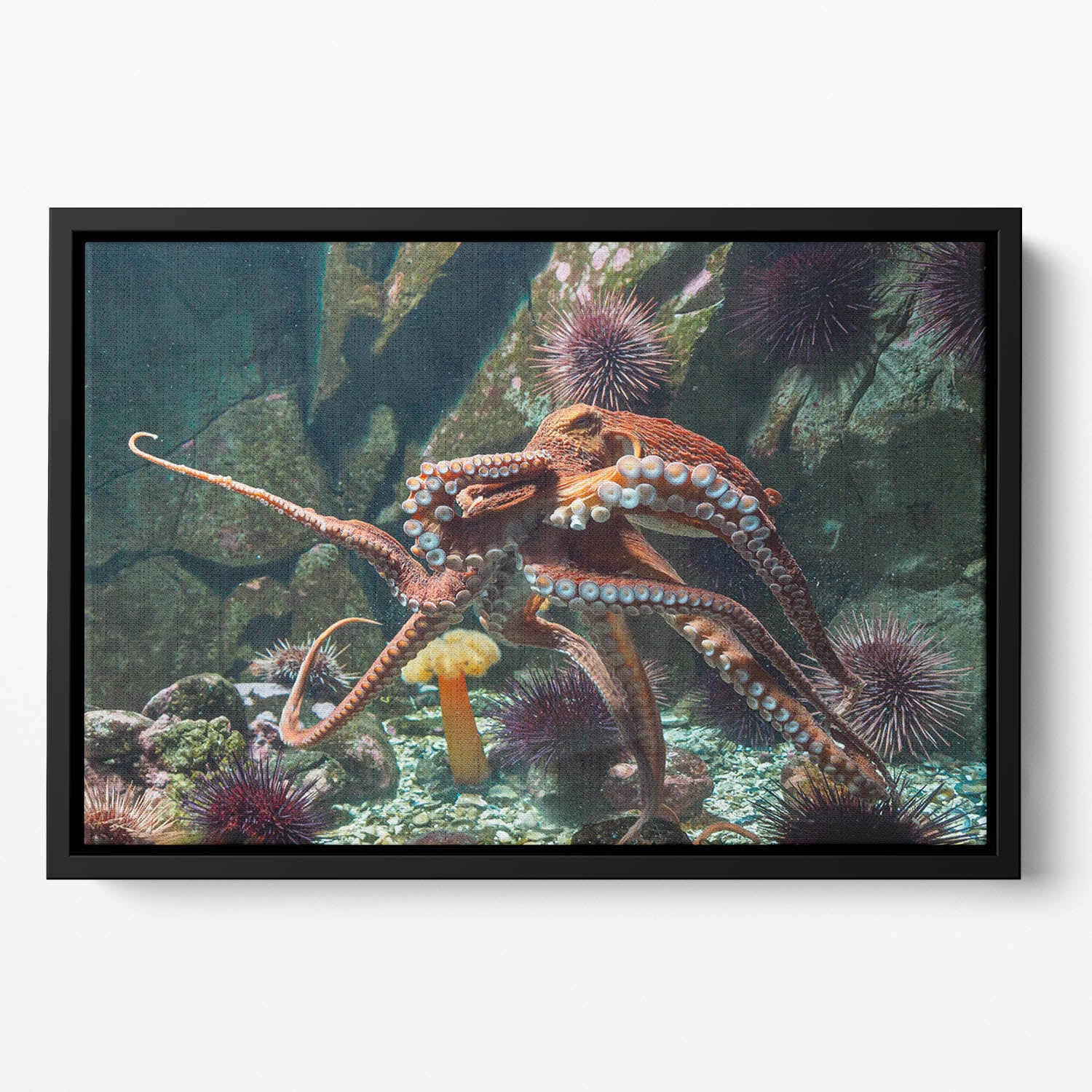 Giant Pacific octopus Floating Framed Canvas
