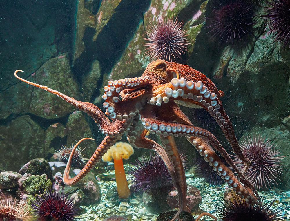 Giant Pacific octopus Wall Mural Wallpaper - Canvas Art Rocks - 1