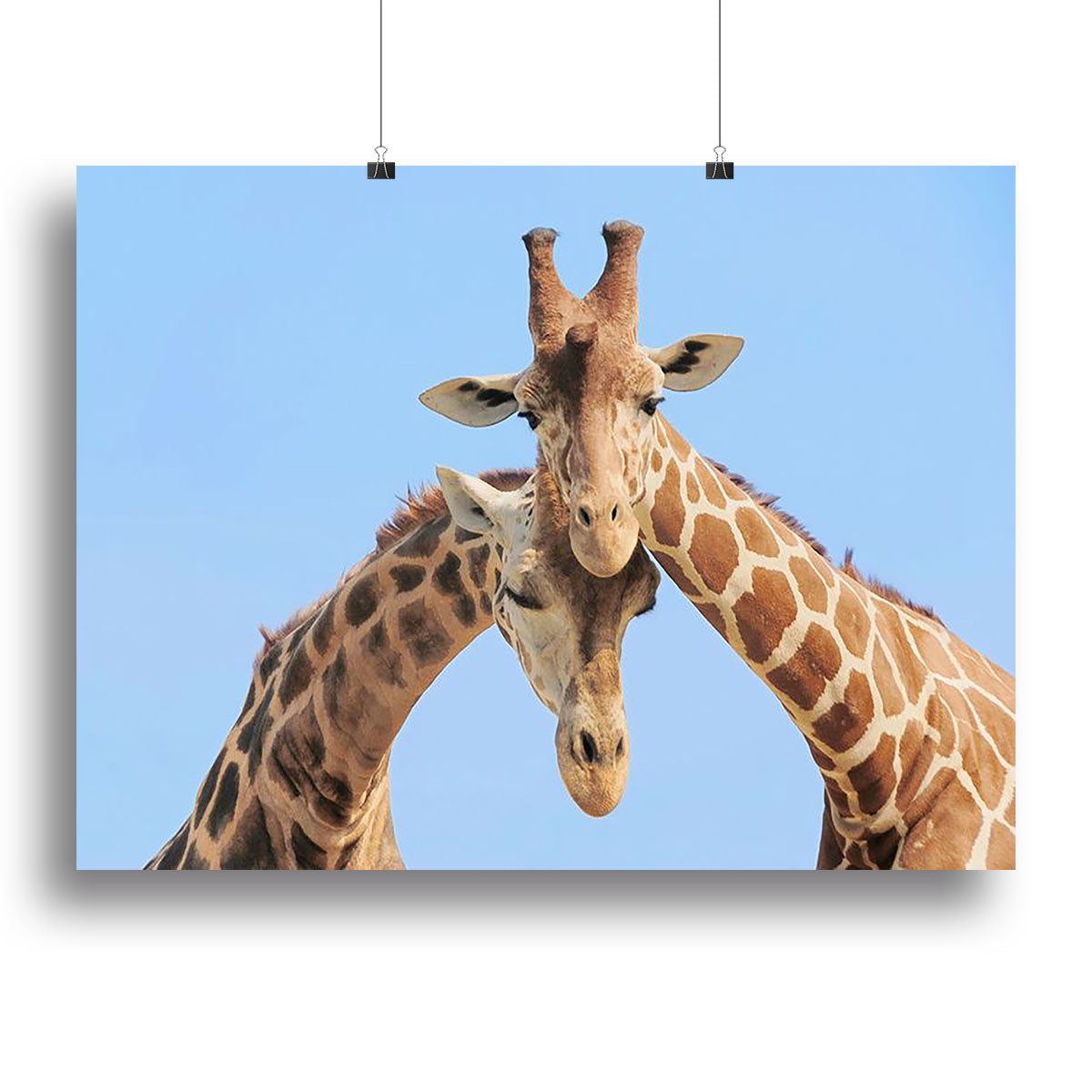 Giraffe couple in love with blue sky on background Canvas Print or Poster - Canvas Art Rocks - 2