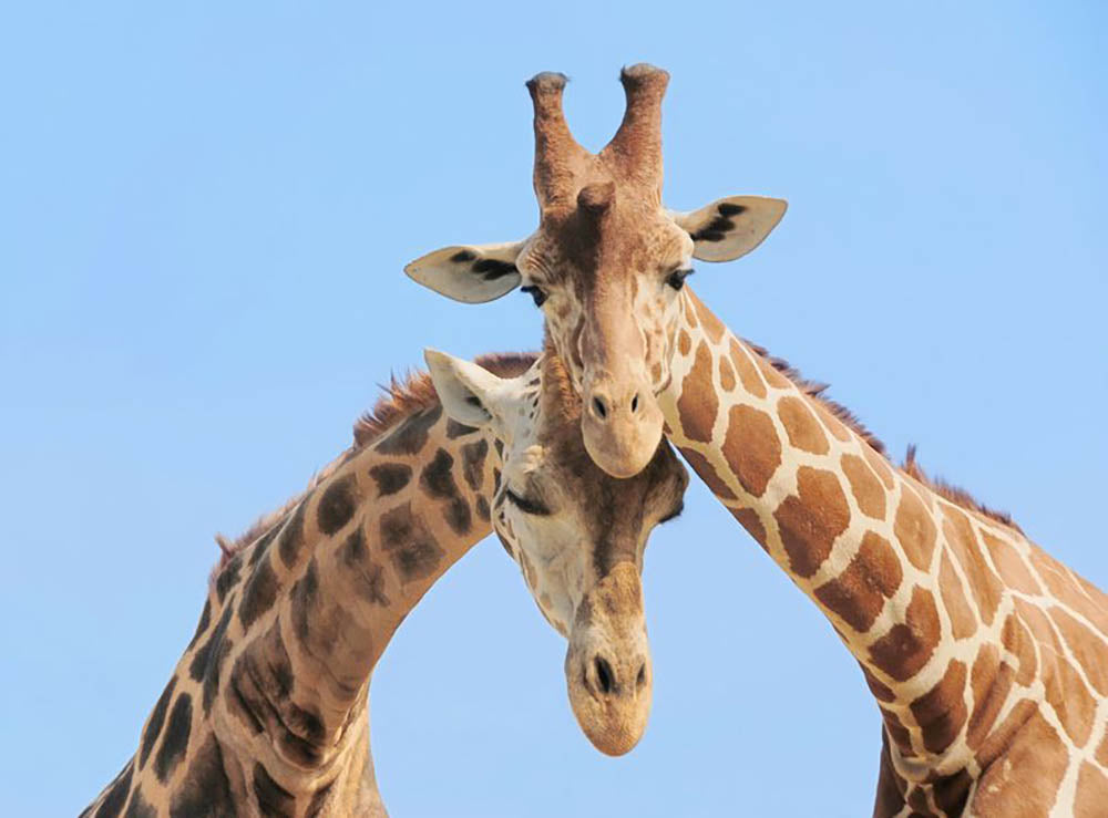 Giraffe couple in love with blue sky on background Wall Mural Wallpaper - Canvas Art Rocks - 1
