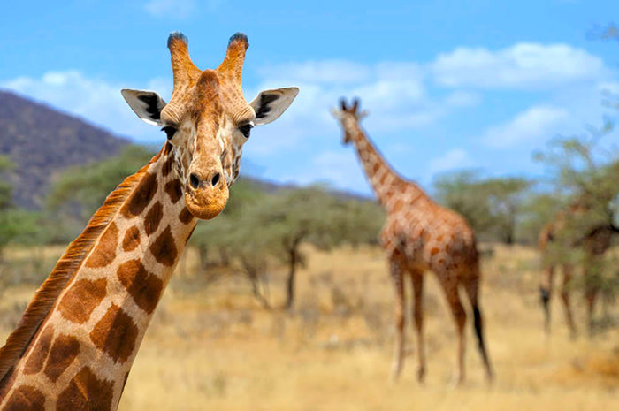Giraffe in national park Kenya Wall Mural Wallpaper