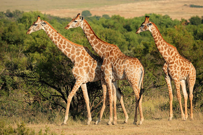 Giraffe in natural habitat South Africa Wall Mural Wallpaper