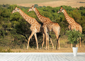 Giraffe in natural habitat South Africa Wall Mural Wallpaper - Canvas Art Rocks - 4