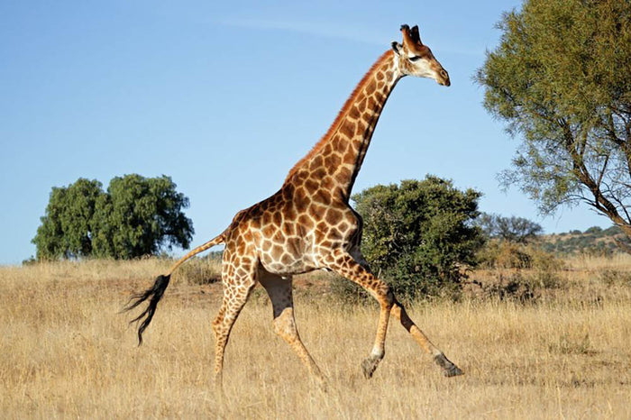 Giraffe running on the African plains South Africa Wall Mural Wallpaper