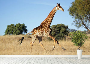 Giraffe running on the African plains South Africa Wall Mural Wallpaper - Canvas Art Rocks - 4