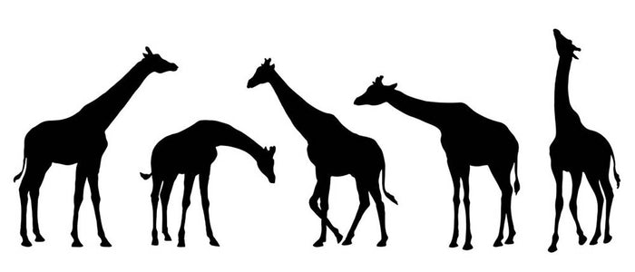 Giraffe silhouettes on the white background Wall Mural Wallpaper