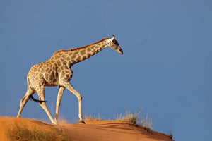 Giraffe walking on a sand dune Kalahari desert South Africa Wall Mural Wallpaper - Canvas Art Rocks - 1
