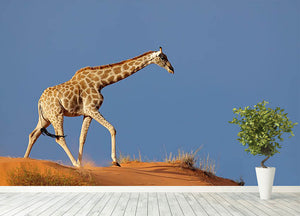 Giraffe walking on a sand dune Kalahari desert South Africa Wall Mural Wallpaper - Canvas Art Rocks - 4