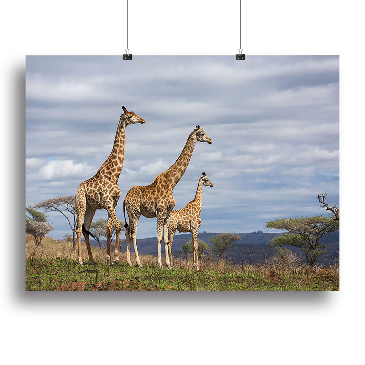 Giraffes in south africa game reserve Canvas Print or Poster - Canvas Art Rocks - 2