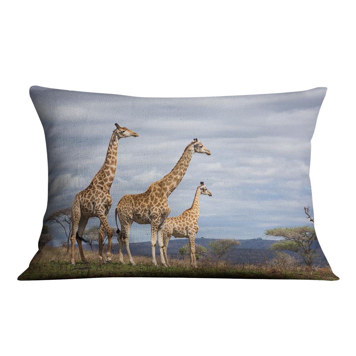 Giraffes in south africa game reserve Cushion - Canvas Art Rocks - 4